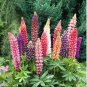 Heirloom Yellow Blue White Lupine Flowers 20 PCS Seeds