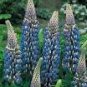 Heirloom Yellow Blue White Lupine Flowers 20 PCS Seeds