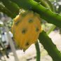 Heirloom Yellow Dragon Fruit Hybrid Pitaya 50 PCS Seeds