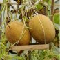 Heirloom Yellow Green Sticky Sweet Melon 200 PCS Seeds