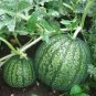 Heirloom Yellow Green Sticky Sweet Melon 200 PCS Seeds