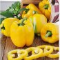 Heirloom Yellow Long Sweet Pepper Hybrid 'Huang La Meizi' 20 PCS Seeds