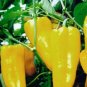 Heirloom Yellow Long Sweet Pepper Hybrid 'Huang La Meizi' 20 PCS Seeds