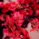 Heirloom Yellow Red Pink Wintersweet Calyx Canthus Winter Flower 10 PCS Seeds Heirloom Yellow Red Pink Wintersweet Calyx Canthus Winter Flower 10 PCS Seeds