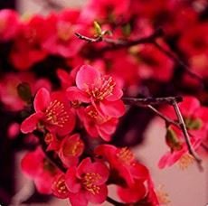 Heirloom Yellow Red Pink Wintersweet Calyx Canthus Winter Flower 10 PCS Seeds