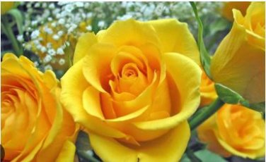 Heirloom Yunnan Yellow Rose Flower Perennial Shrub Plant 50 PCS Seeds