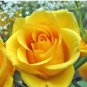Heirloom Yunnan Yellow Rose Flower Perennial Shrub Plant 50 PCS Seeds