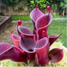 Heliamphora minor Seeds Carnivorous Plants 100 PCS Seeds