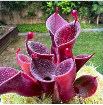 Heliamphora minor Seeds Carnivorous Plants 100 PCS Seeds