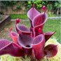 Heliamphora minor Seeds Carnivorous Plants 100 PCS Seeds