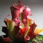 Heliamphora minor Seeds Carnivorous Plants 100 PCS Seeds