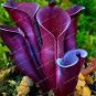 Heliamphora minor Seeds Carnivorous Plants 100 PCS Seeds