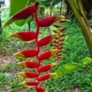 Heliconia Rare Color Sucuulent Plant 100 PCS Seeds