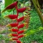 Heliconia Rare Color Sucuulent Plant 100 PCS Seeds