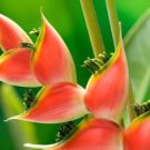 Heliconia Seed Perennial Angiosperm Plants 200 PCS Seeds