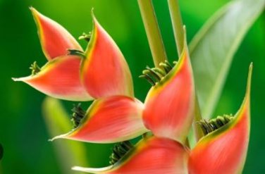 Heliconia Seed Perennial Angiosperm Plants 200 PCS Seeds