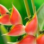 Heliconia Seed Perennial Angiosperm Plants 200 PCS Seeds