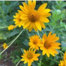 Heliopsis Helianthoides 50 PCS Seeds