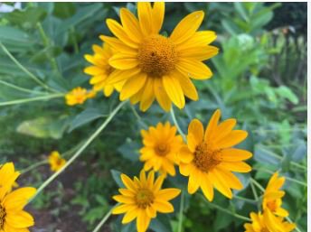 Heliopsis Helianthoides 50 PCS Seeds