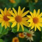 Heliopsis Helianthoides 50 PCS Seeds