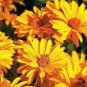 Heliopsis Helianthoides 50 PCS Seeds