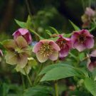 Helleborus Orientalis Seeds Christmas rose Lenten rose 100 PCS Seeds