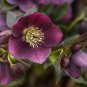 Helleborus Orientalis Seeds Christmas rose Lenten rose 100 PCS Seeds