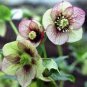 Helleborus Orientalis Seeds Christmas rose Lenten rose 100 PCS Seeds