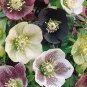 Helleborus Orientalis Seeds Christmas rose Lenten rose 100 PCS Seeds