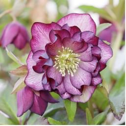 Helleborus Seeds Mixed 8 Types 100 PCS Seeds