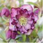 Helleborus Seeds Mixed 8 Types 100 PCS Seeds