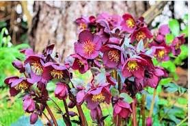 Helleborus thibetanus Flower 50 PCS Seeds
