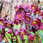 Helleborus thibetanus Flower 50 PCS Seeds