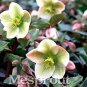 Helleborus thibetanus Flower 50 PCS Seeds