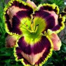 Hemerocallis Bonsai 100 PCS Seeds