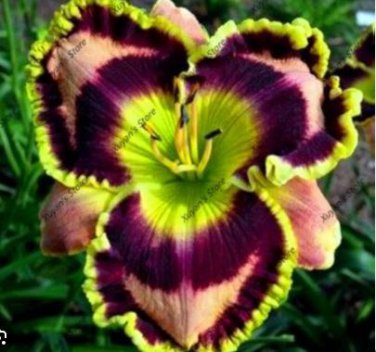Hemerocallis Bonsai 100 PCS Seeds