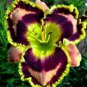 Hemerocallis Bonsai 100 PCS Seeds