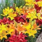 Hemerocallis Bonsai 100 PCS Seeds