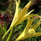 Hemerocallis Citrina Baroni 10 PCS Seeds