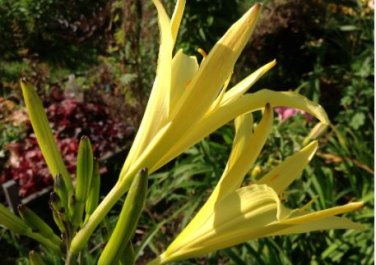 Hemerocallis Citrina Baroni 10 PCS Seeds