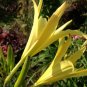 Hemerocallis Citrina Baroni 10 PCS Seeds