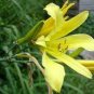 Hemerocallis Citrina Baroni 10 PCS Seeds