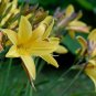 Hemerocallis Citrina Baroni 10 PCS Seeds