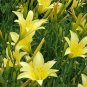 Hemerocallis Citrina Baroni 10 PCS Seeds