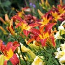 Hemerocallis Middendorffii Daylily 100 PCS Seeds
