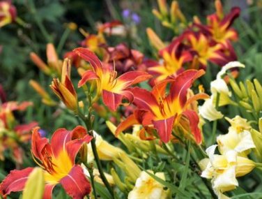 Hemerocallis Middendorffii Daylily 100 PCS Seeds