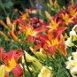 Hemerocallis Middendorffii Daylily 100 PCS Seeds