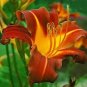 Hemerocallis Middendorffii Daylily 100 PCS Seeds