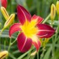 Hemerocallis Middendorffii Daylily Bonsai Perennial Flower 150 PCS Seeds