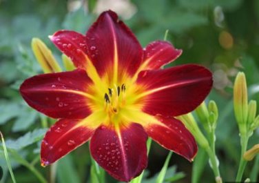 Hemerocallis Seeds Mixed 6 Colors 100 PCS Seeds